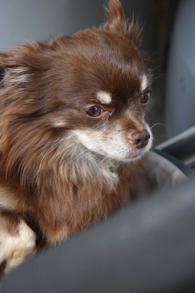 Langhaariger Chihuahua als Fahrgast bei City-Taxi